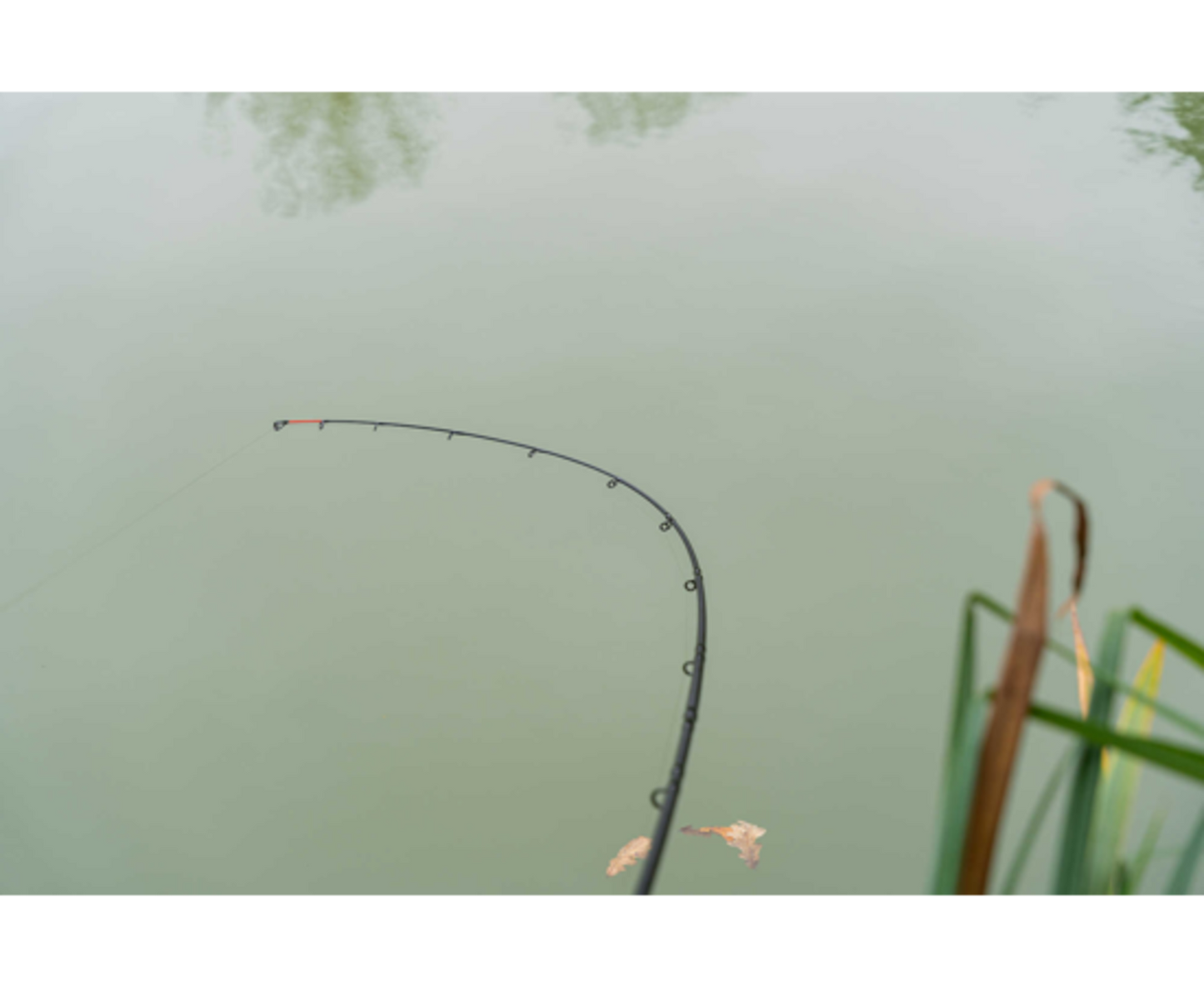 Limitless Feeder