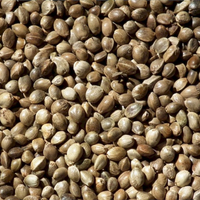 HEMP SEED