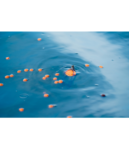 Surface Feeder Float